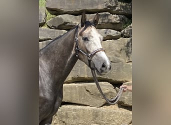Westphalien, Hongre, 5 Ans, 167 cm, Gris