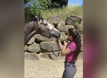 Westphalien, Hongre, 5 Ans, 167 cm, Gris