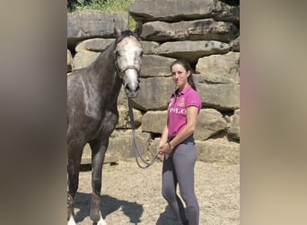 Westphalien, Hongre, 5 Ans, 167 cm, Gris