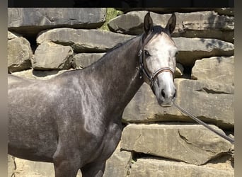 Westphalien, Hongre, 5 Ans, 167 cm, Gris