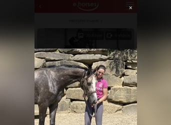 Westphalien, Hongre, 5 Ans, 167 cm, Gris
