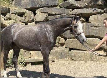 Westphalien, Hongre, 5 Ans, 167 cm, Gris