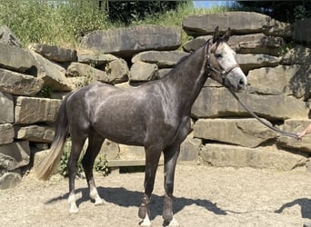 Westphalien, Hongre, 5 Ans, 167 cm, Gris