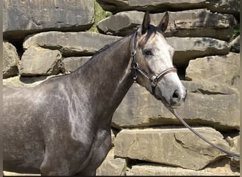 Westphalien, Hongre, 5 Ans, 167 cm, Gris