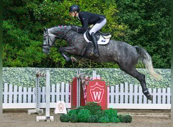 Westphalien, Hongre, 5 Ans, 167 cm, Gris