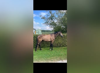 Westphalien, Hongre, 5 Ans, 167 cm, Peut devenir gris