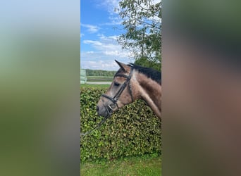 Westphalien, Hongre, 5 Ans, 167 cm, Peut devenir gris