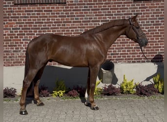 Westphalien, Hongre, 5 Ans, 168 cm, Alezan brûlé