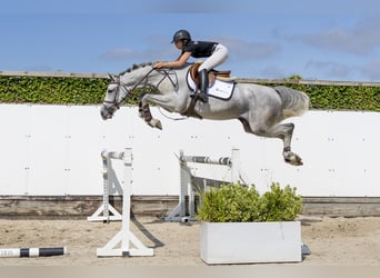 Westphalien, Hongre, 5 Ans, 168 cm, Gris