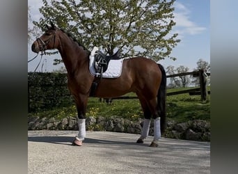 Westphalien, Hongre, 5 Ans, 169 cm, Bai brun