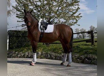 Westphalien, Hongre, 5 Ans, 169 cm, Bai brun