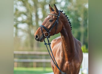 Westphalien, Hongre, 5 Ans, 169 cm, Bai