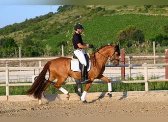 Westphalien, Hongre, 5 Ans, 170 cm, Alezan