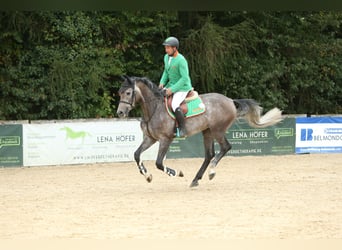 Westphalien, Hongre, 5 Ans, 170 cm, Aubère