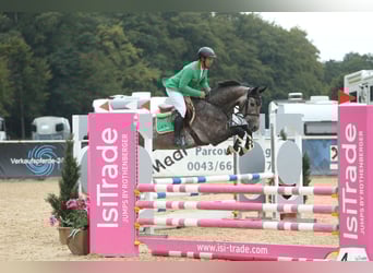 Westphalien, Hongre, 5 Ans, 170 cm, Aubère