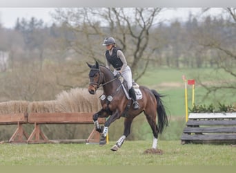 Westphalien, Hongre, 5 Ans, 170 cm, Bai brun