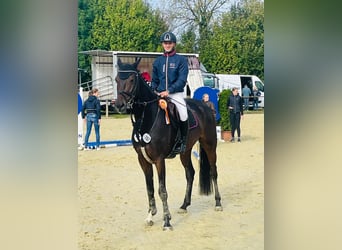Westphalien, Hongre, 5 Ans, 170 cm, Bai brun