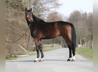 Westphalien, Hongre, 5 Ans, 170 cm, Bai