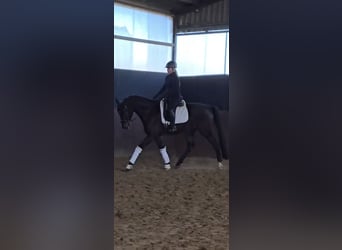 Westphalien, Hongre, 5 Ans, 170 cm