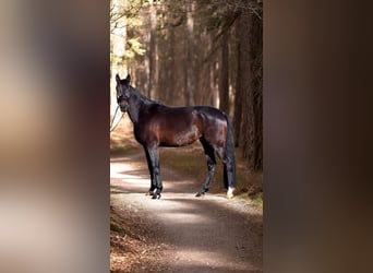 Westphalien, Hongre, 5 Ans, 170 cm