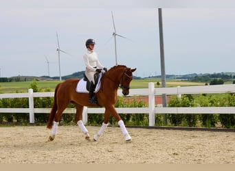 Westphalien, Hongre, 5 Ans, 171 cm, Alezan