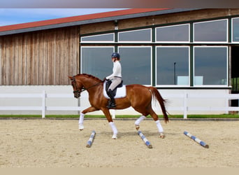 Westphalien, Hongre, 5 Ans, 171 cm, Alezan