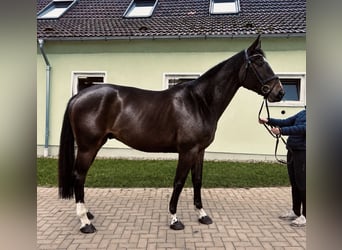 Westphalien, Hongre, 5 Ans, 172 cm, Bai brun foncé