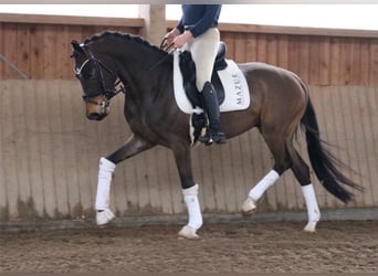 Westphalien, Hongre, 5 Ans, 172 cm, Bai