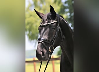 Westphalien, Hongre, 5 Ans, 172 cm, Noir