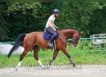 Westphalien, Hongre, 5 Ans, 173 cm, Bai
