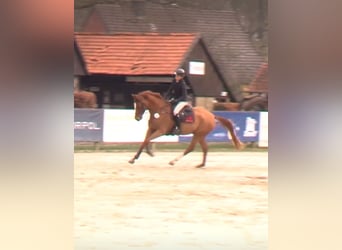 Westphalien, Hongre, 5 Ans, 174 cm, Alezan