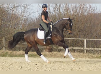 Westphalien, Hongre, 5 Ans, 174 cm, Bai brun foncé