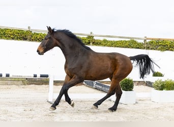 Westphalien, Hongre, 5 Ans, 175 cm, Bai