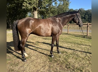 Westphalien, Hongre, 5 Ans, 178 cm, Bai brun