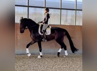 Westphalien, Hongre, 5 Ans, 178 cm, Bai brun foncé