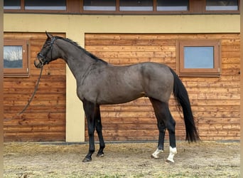 Westphalien, Hongre, 5 Ans, 179 cm, Bai