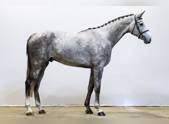 Westphalien, Hongre, 5 Ans, 180 cm