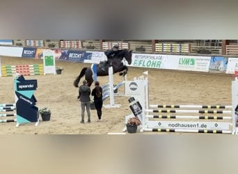 Westphalien, Hongre, 5 Ans, 182 cm, Bai brun foncé