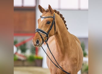 Westphalien, Hongre, 5 Ans, Alezan