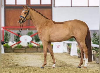 Westphalien, Hongre, 5 Ans, Alezan