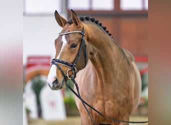 Westphalien, Hongre, 5 Ans