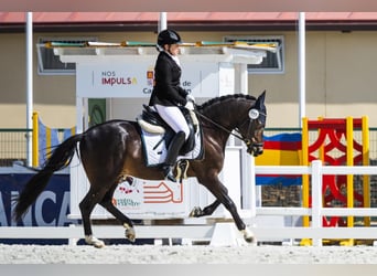Westphalien, Hongre, 6 Ans, 147 cm, Bai brun