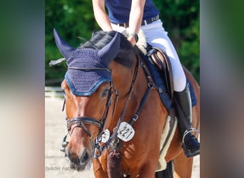 Westphalien, Hongre, 6 Ans, 163 cm, Bai