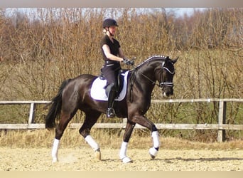 Westphalien, Hongre, 6 Ans, 164 cm, Noir