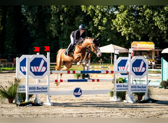 Westphalien, Hongre, 6 Ans, 165 cm, Alezan