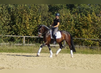 Westphalien, Hongre, 6 Ans, 167 cm, Bai brun