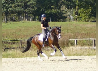 Westphalien, Hongre, 6 Ans, 167 cm, Bai brun