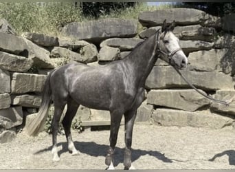 Westphalien, Hongre, 6 Ans, 167 cm