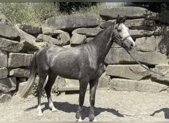 Westphalien, Hongre, 6 Ans, 167 cm, Gris