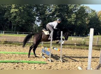 Westphalien, Hongre, 6 Ans, 168 cm, Bai brun foncé